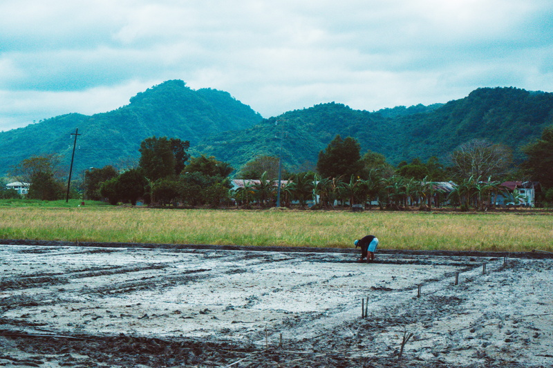 rice field, real people, land, plant, environment, outdoors, mountain range, grassland, one person, scenery, men, field, vegetation, mountain, human, tree
