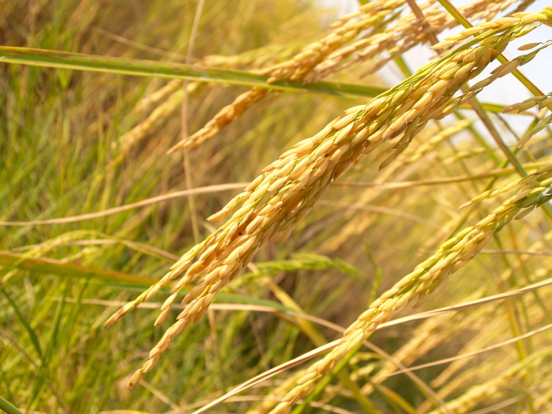 east asian culture, stem, rice Paddy, summer, autumn, season, cereal Plant, plant, growth, gold, ear of wheat, leaf, Agriculture, macro, economical, plant stem