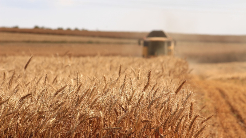 cereal Plant, focus, nature, landscape, beauty in nature, selective, growth, rice, harvesting, field, cereal, no people, yellow, land, outdoors, grain
