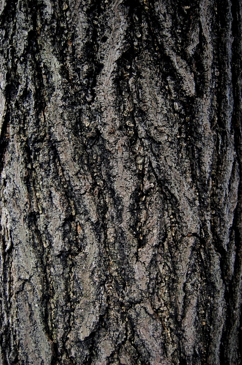 toughness, bark, natural condition, tree, plant bark, background, textured, rough, surface, dry, weathered, backgrounds, no people, coarse, pattern, full frame