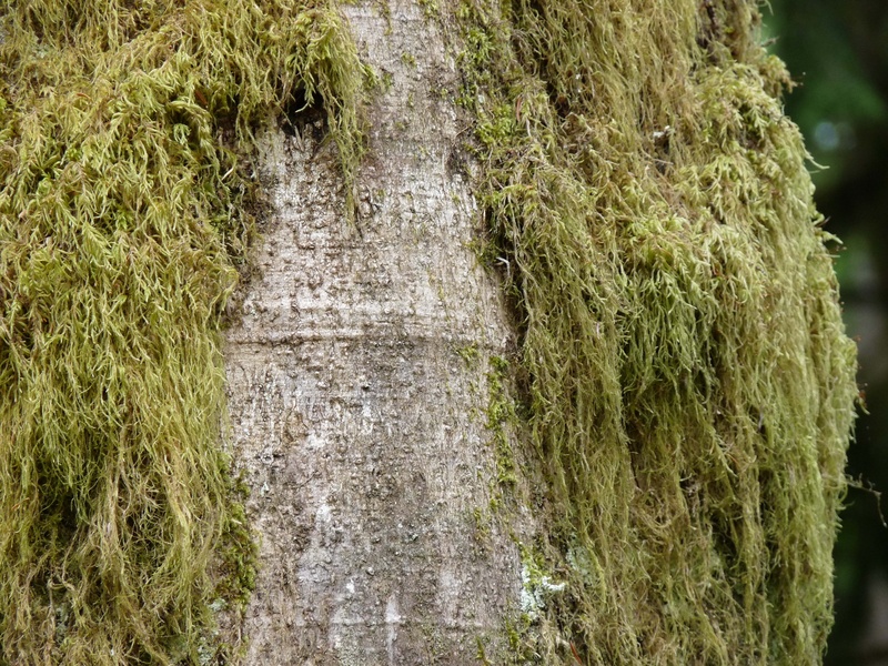 nature, growth, backgrounds, tranquility, high angle view, 2K, beauty in nature, rural scene, land, moss, green color, coarse, bark, plant, the way forward