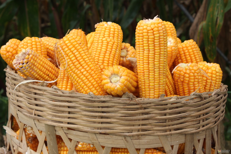 no people, freshness, close-up, large group of objects, wicker, sweetcorn, corn, outdoors, still life, corn on the cob, 2K, focus on foreground, food and drink