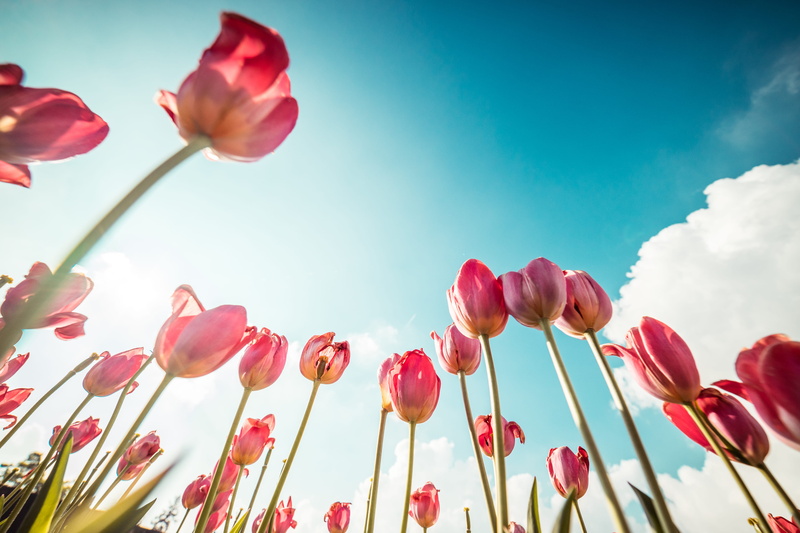 sunset, pink, fragility, beauty in nature, sunlight, blooms, plant, tulips, flowering plant, outdoors, flower, no people, room for text, freshness, warm