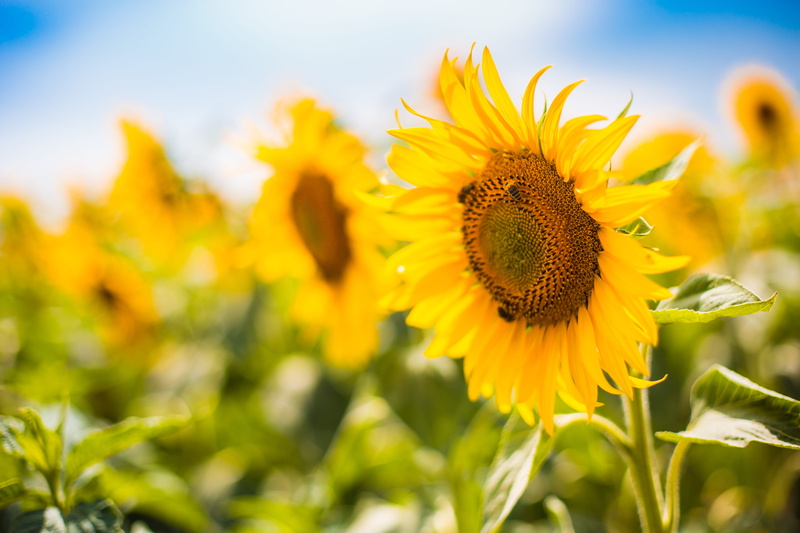 flowering plant, leaf, freshness, 4K, sky, close-up, agriculture, top, working, honeybee, vulnerability, flowers, vibrant Color, outdoors, pollen, green Color
