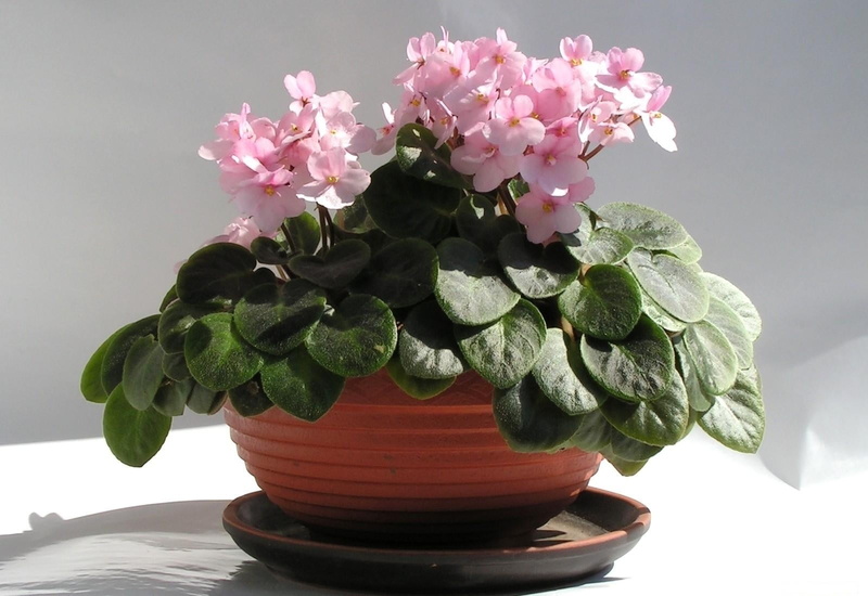 pot, branch, decoration, springtime, indoors, white, close-up, room, table, houseplant, flower, blossom, studio shot, african, botany, petal, leaf, flower Head