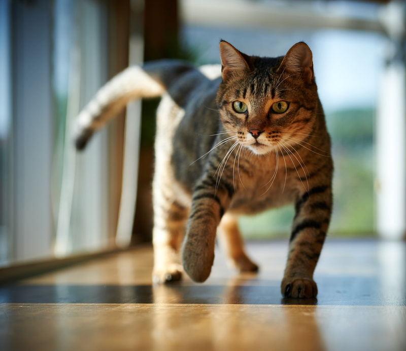 1080P, Cat, sun, floor, room
