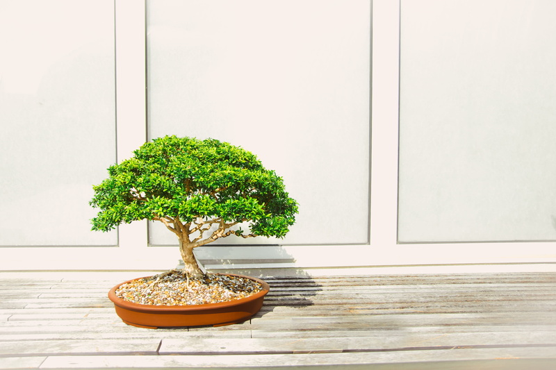 minimal, decor, wall - Building Feature, decorative, 5K, bonsai, wooden, brown, lights, flower Pot, green Color, nature, green, bonsai Tree, space, palnting