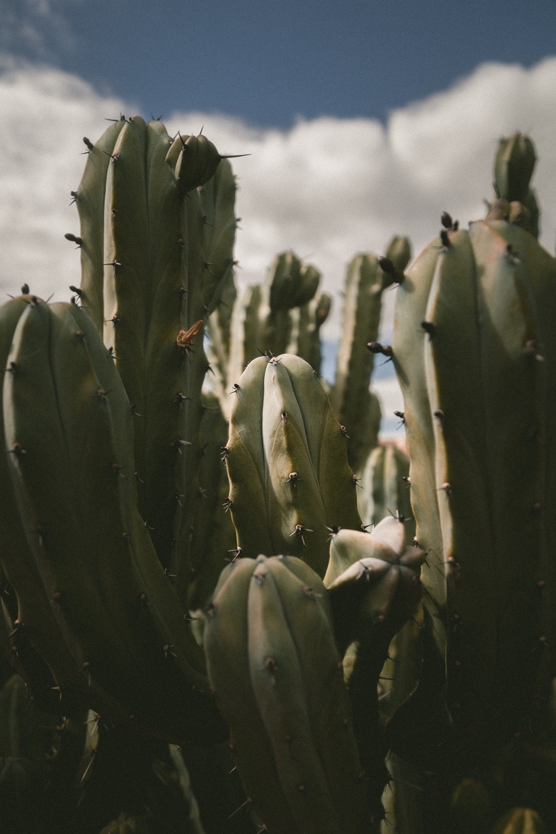 cactus, green plants, thorn, palnts, green cactus, green, new mexico, travel, spiky, plant, nevada, suargo cactus, prickly pear cactus, focus on foreground