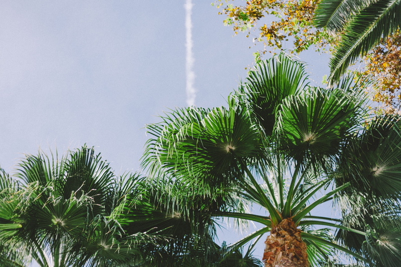 tree, no people, summer vibe, 5K, palm tree, tropical climate, day, exotic, low angle view, leafed, green color, daytime, beauty in nature, tranquility