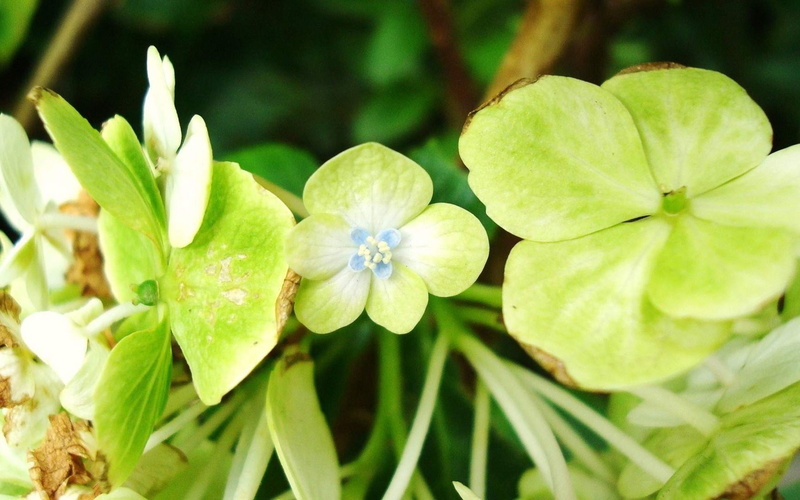 day, fragility, outdoors, flowering plant, petaled, beauty in nature, nature, green color, 1080P, vulnerability, palnt, blue, little, widescreen, plant part