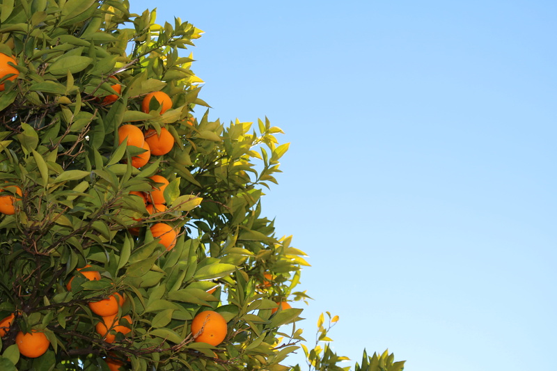 organge, 5K, photo, freshness, sunlight, fruit tree, food and drink, sky, orange, organic, orange tree, blue, plant, no people, low angle view, seville