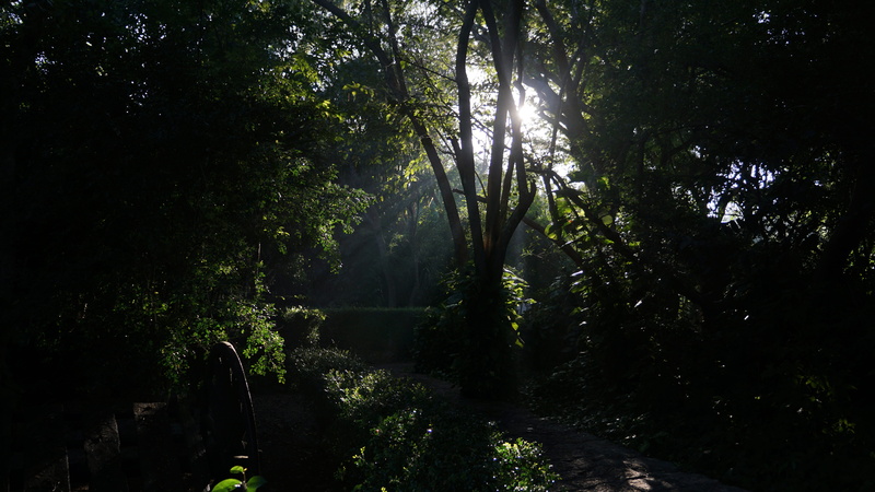 non-urban scene, la hacienda xcanatun, nature, water, beauty in nature, tranquility, trees, green color, 5K, rainforest, mexico, idyllic, sun light, outdoors