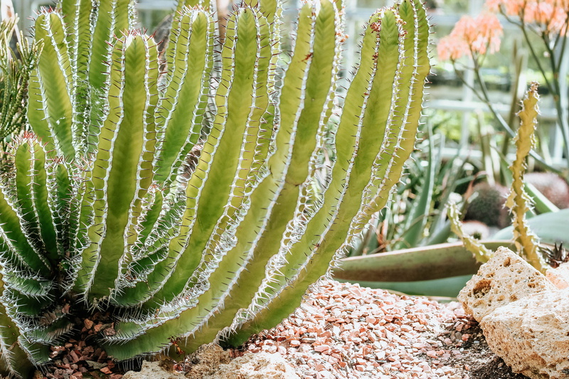 close-up, garden, housing, focus on foreground, wall, aloe, spiked, stone wall, selective focus, plant, villa, succulent plant, house, growth, beauty in nature