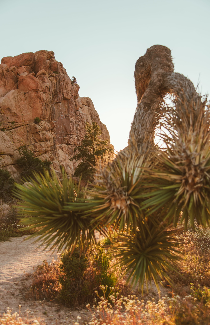 rock climb, hacienda, larch, climbing, canyon, plant, growth, 5K, nature, desert, land, housing, agavaceae, scenics - nature, rock, solid, tranquility