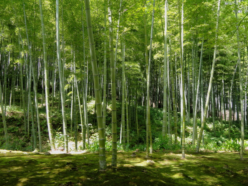 ray, ray of light, tree, countryside, photo, green tree, land, outdoors, country, woods, bamboo, daytime, nature, light, water, no people, summer, lush foliage