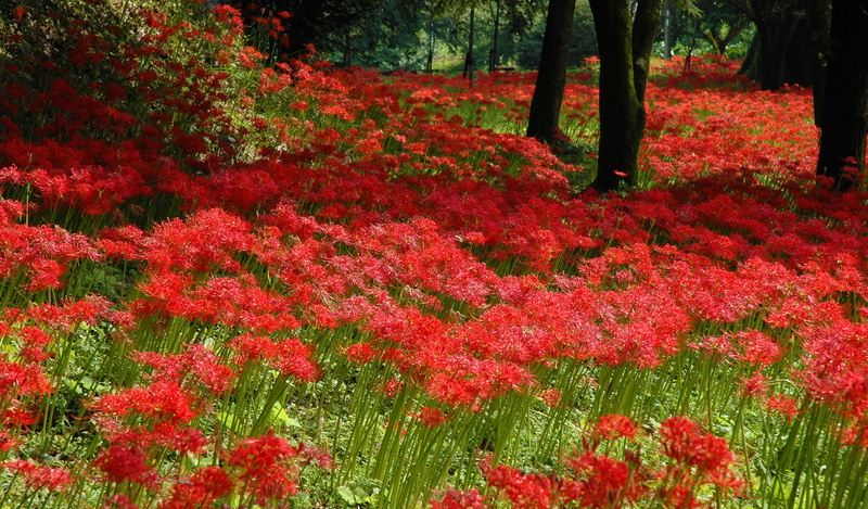 tree, field, flower, trunk, plant, flowering plant, shallow, change, tree trunk, scenics - nature, flowers, land, tranquility, amaryllis, autumn, day, 2K