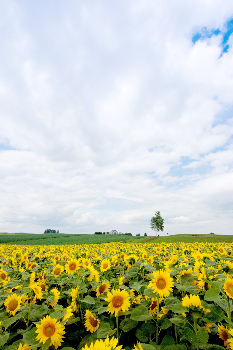 japan, cloud - sky, hokkaido, 5K, growth, sky, freshness, outdoors, field, beauty in nature, yellow, plant, sunflower, flower head, flowering plant, nature
