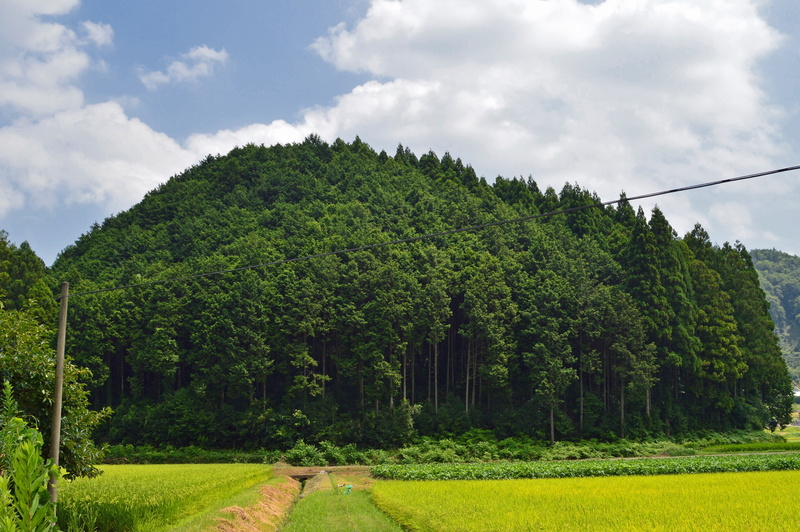 nature, green color, environment, countryside, japan, scenics - nature, forest, trees, landscape, field, coniferous tree, cloud - sky, plant, land, outside
