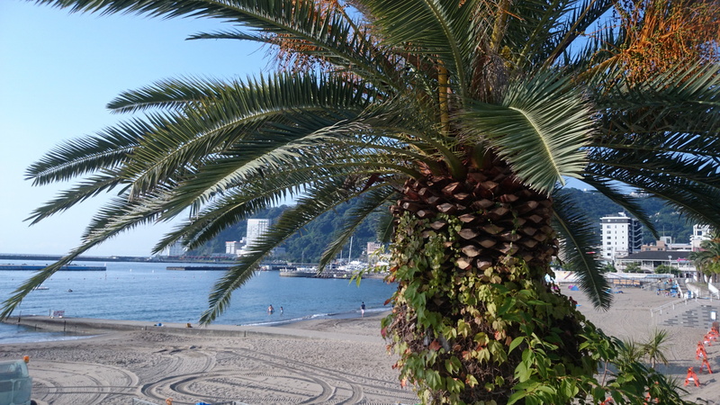 plant, summer, beauty in nature, outdoors, palm tree, palm leaf, tree, southern countries, nature, sea, trunk, sky, tropical climate, no people, 5K, land