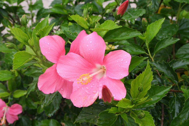 plant, japan, Call, contrast, 2K, petal, outdoors, flower, close-up, Drop Of Water, vivid, drop, water, flowers, pink, leaf, fragility, wet, growth, freshness