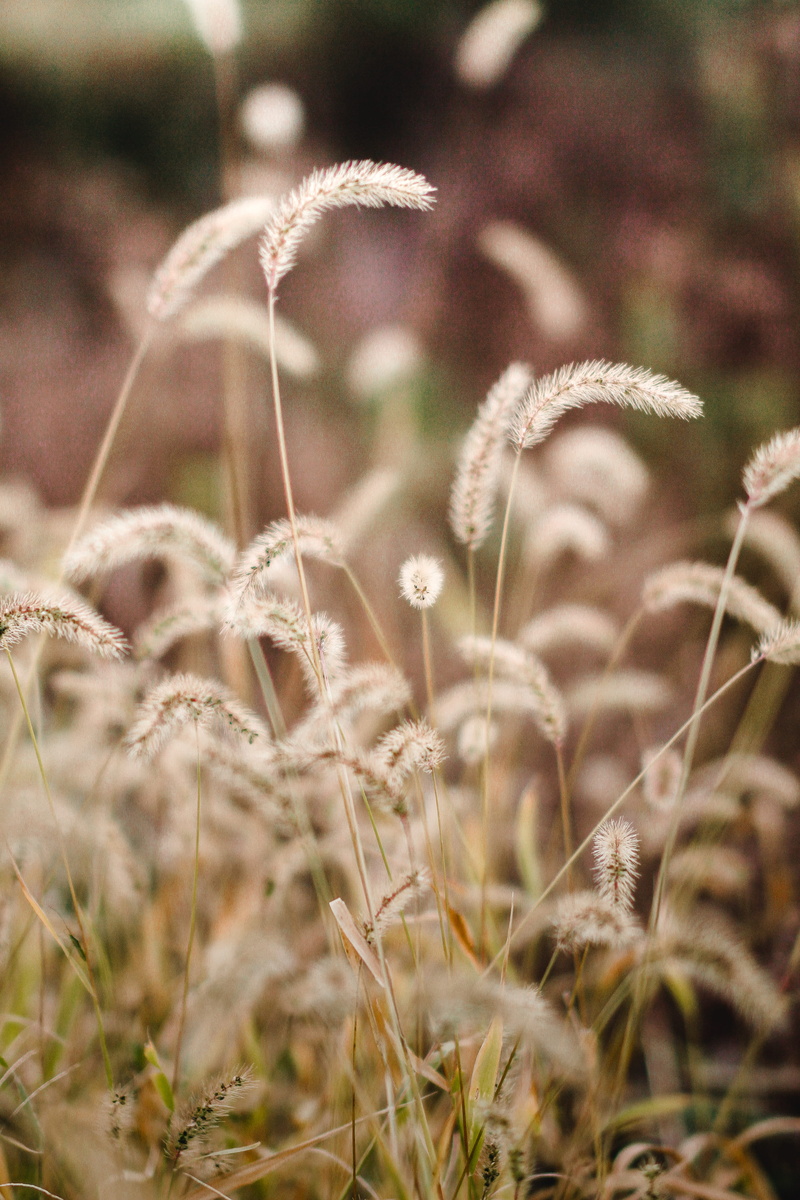 crop, field, spirituality, agriculture, 5K, grass, focus on foreground, plants, love, tranquility, business, land, outdoors, sunlight, travel, close-up