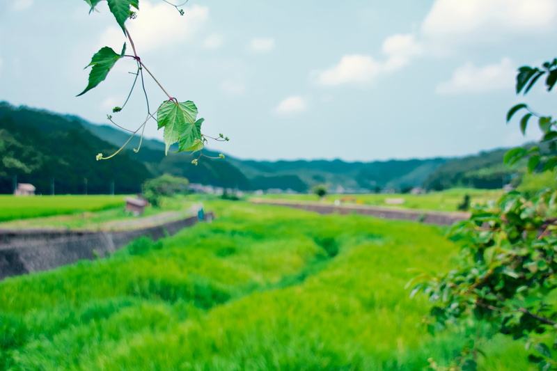 environment, tranquility, outdoors, country side, grass, day, landscape, 5K, plant, nature, tranquil scene, no people, sky, japan, field, growth, tottori prefecture