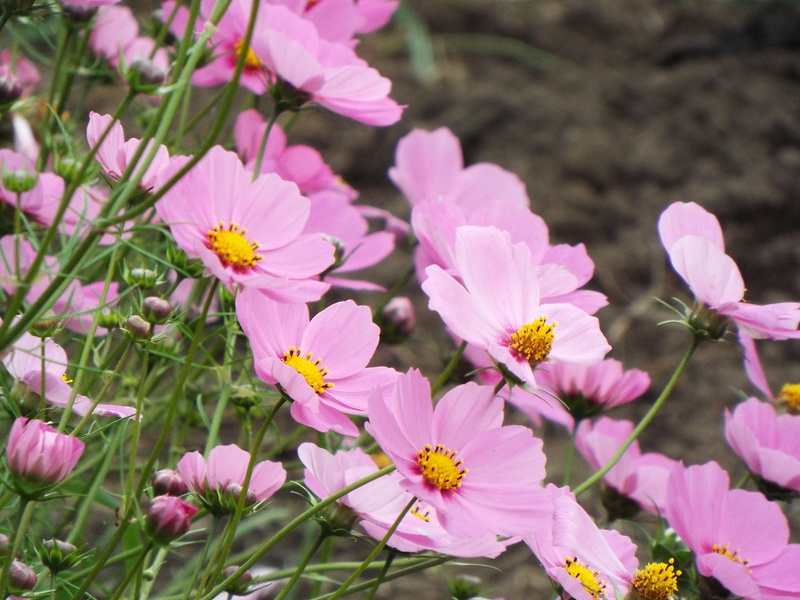 plant, Pink, leaves, flowering plant, day, green, petal, growth, ichirin no hana, nature, vulnerability, sunlight, no people, Natural, close-up, blog, focus on foreground