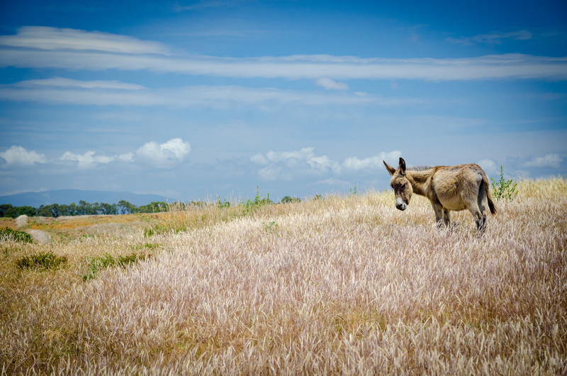 meadow, grazing, Tétouan, wildlife, environs, Morocco, outdoors, Atlas, mammal, animal, Марокко, donkey, cloudy, grass, nature, animals In The Wild, Assilah
