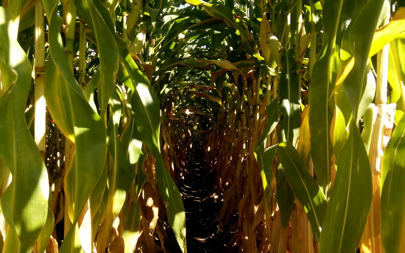 tunnel, maïs, corn, 1080P, cornfield, farm