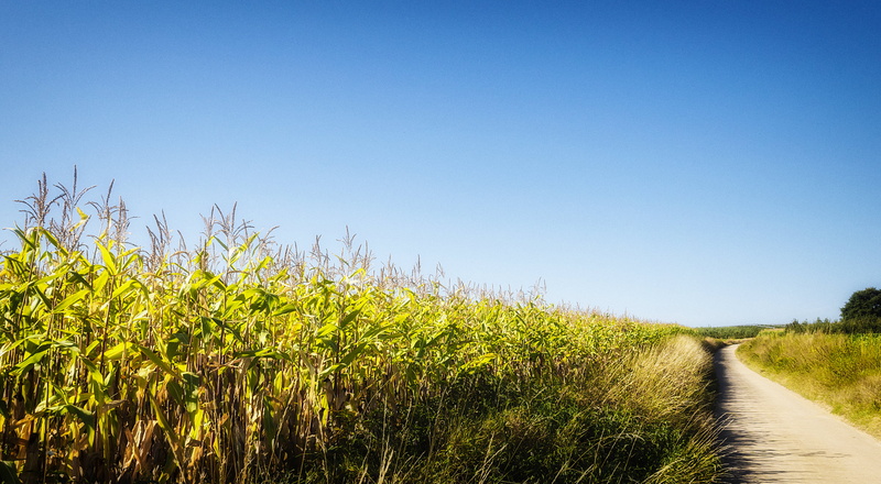 summer, rural Scene, farm, gray, corn, blue, road, concrete, summer day, plants, concrete road, nature, outdoors, 4K, surrounded, hot summer, sky, green  road