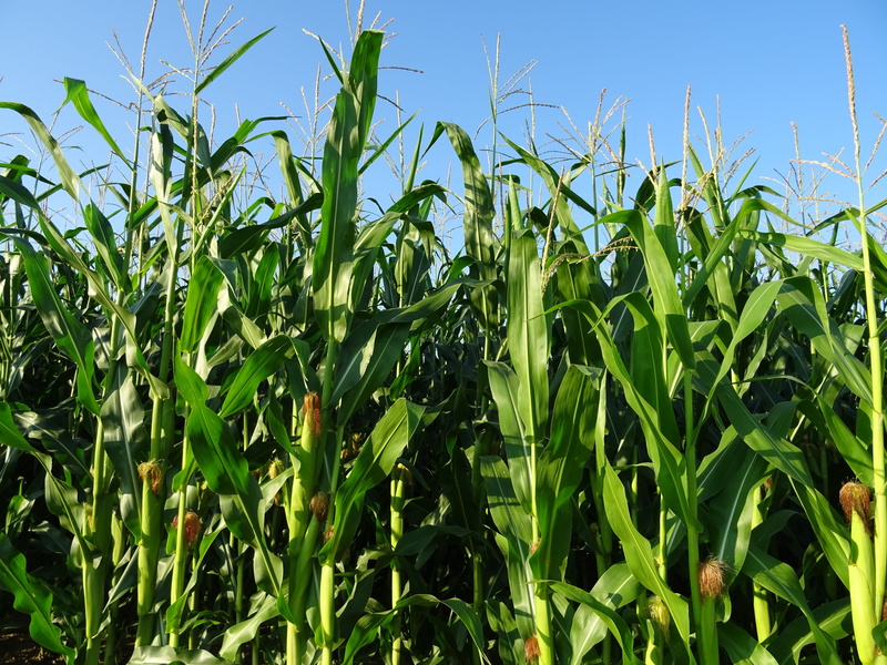 no people, plant part, agriculture, green color, day, 5K, pet food, leaf, beauty in nature, plant, corn plants, land, sky, farm, crop, corn - crop, field