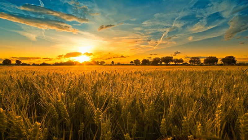 1080P, cornfield