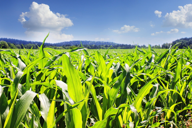 landscape, Cornfield, green Color, nature, leaves, cereals, Corn, farm, land, Agriculture, summer, scenics - nature, Field, cloud - Sky, no People, corn - Crop