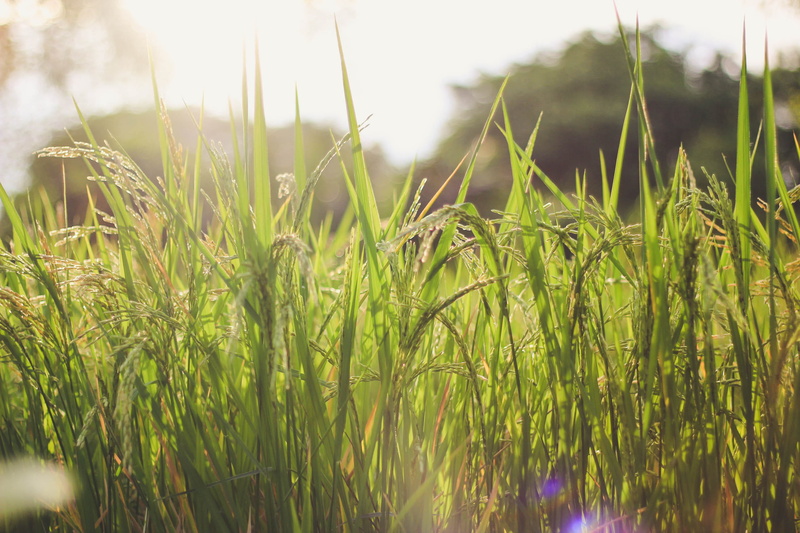 field, green color, nature, natural, landscape, growth, no people, land, environmental, selective focus, harvest, day, outdoor, cereal plant, farm, summer