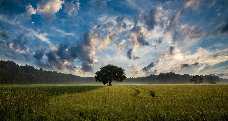 tree, 1080P, clouds, landscape, nature, cornfield, sky, field
