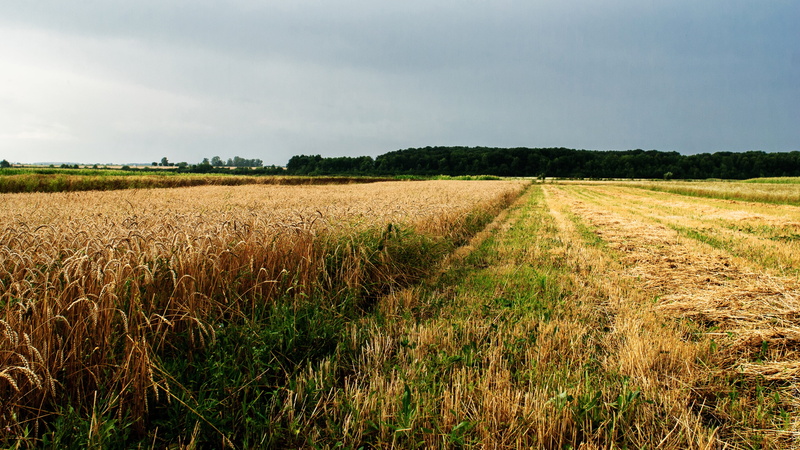 cloud - Sky, farm, tranquil scene, ukraine, growth, cornfield, nature, blue, outdoors, no People, food, beauty in nature, autumn, field, ripe, green Color