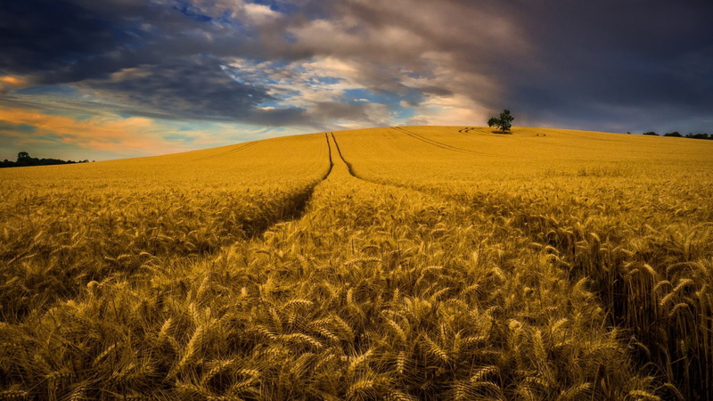 Earth, Cornfield, 1080P