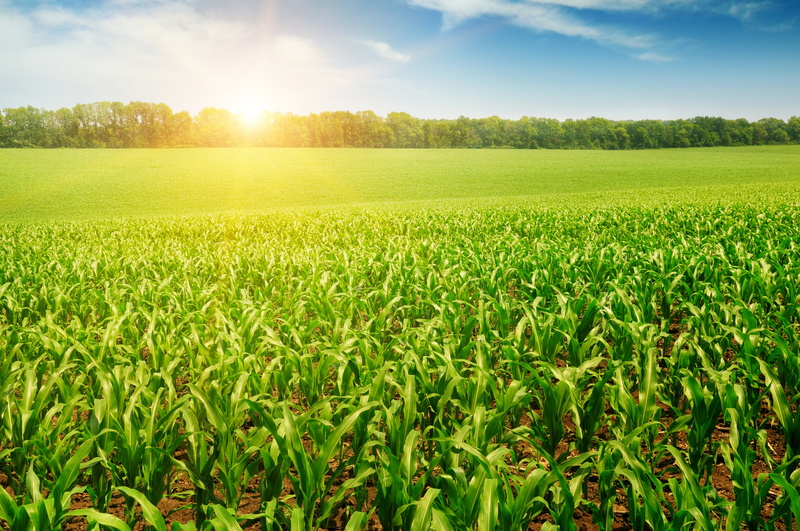 sunlight, field, scenics - nature, nature, the trees, its rays, farm, rays, environment, the corn field, land, green, tranquility, 5K, outdoors, landscape