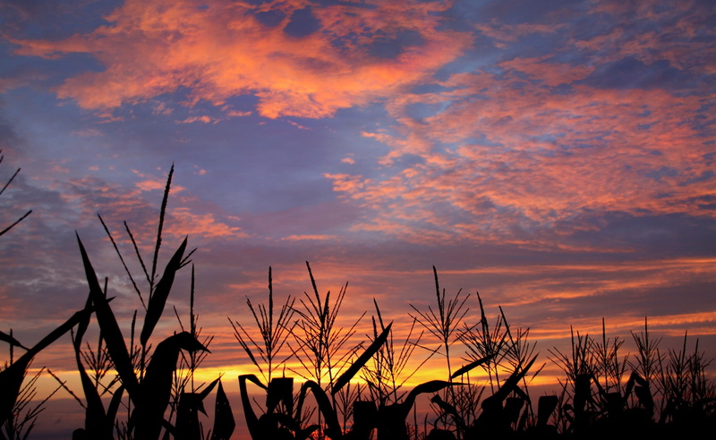 field, stalk, beauty in nature, outdoors, tranquility, Cornfield, growth, plant, orange color, corn, sky, land, plants, agriculture, sunset