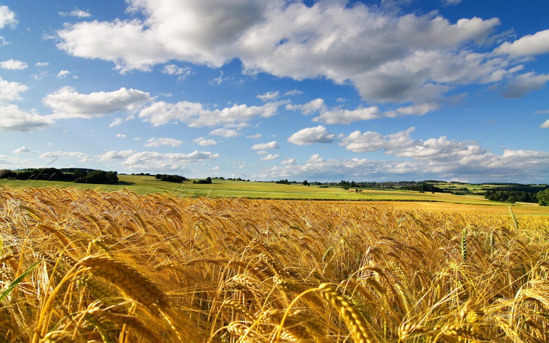2K, summer, nature, cornfield