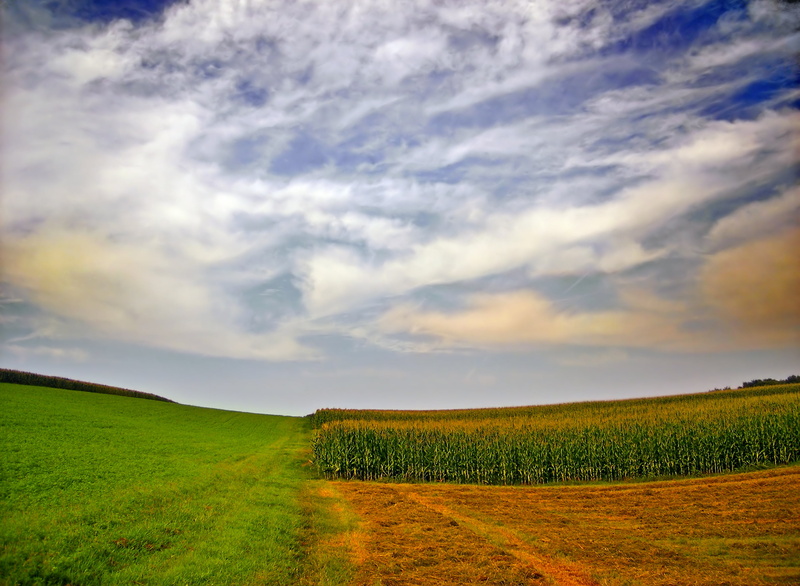 summer, Lower Mount Bethel Township, pasture, Northampton County, cornfield, Partitioned, agriculture, sky, clouds, low light, meadow, farm, grass, tree