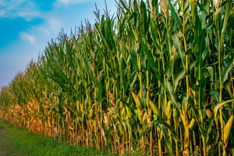 plant, tranquility, plantation, cereals, beauty in nature, 5K, cereal plant, day, sky, land, arable, growth, harvest, agriculture, crop, green color, field