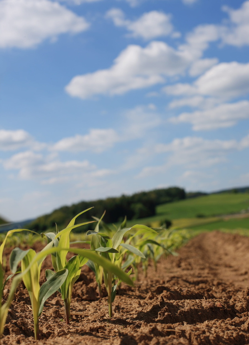 series, beauty in nature, growth, outdoors, 1080P, rural scene, plantation, no people, nature, scenics - nature, land, tranquil scene, arable, fodder maize