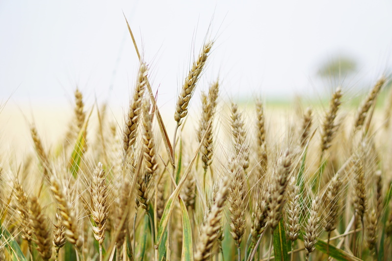 thanksgiving, halm, airy, crop, plant, clouds, food, land, ripe, cornfield, food and drink, 5K, cereals, sun, field, extreme close-up, agriculture, arable