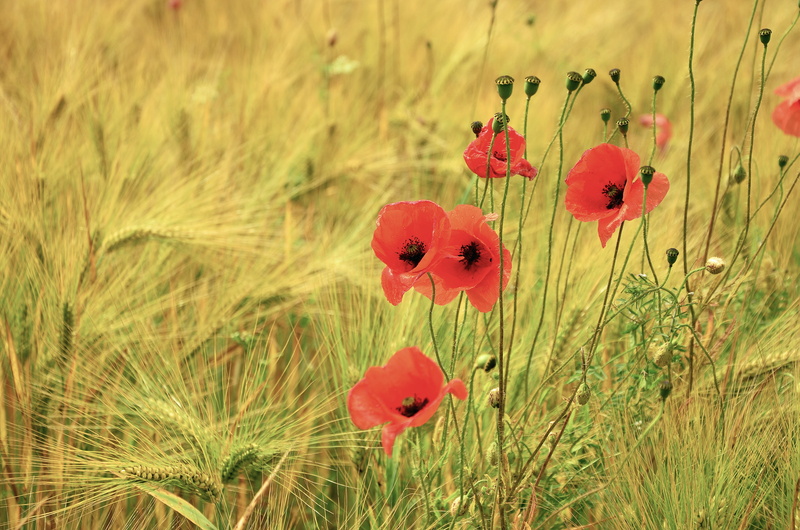 day, flowering plant, field, plant, closeup, cereals, fragility, petal, cornfield, focus on foreground, grass, no people, barley field, field crops, harvest