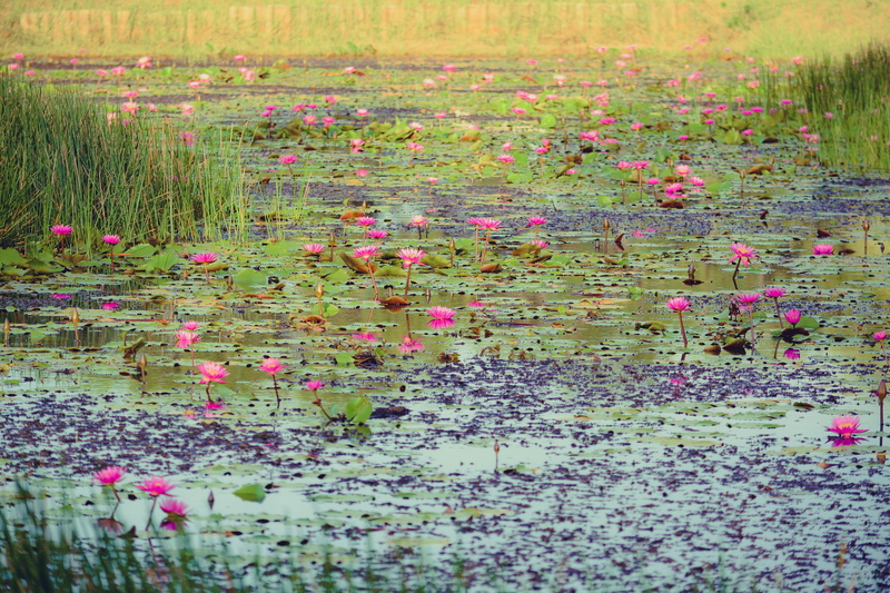 red, outdoors, multi colored, the drawing, flush, pink, summer, labor, large, singapore, sunset, mead, river, flowers, of the organization, in the city