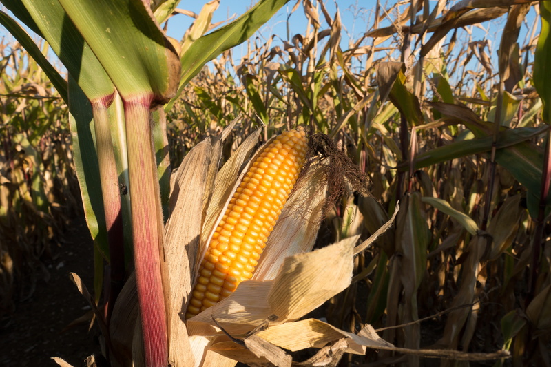 sweetcorn, culture of maize, leaf, crop, food and drink, day, 5K, freshness, kukuruz, food, sunlight, tree, plant part, no people, agriculture, vegetable