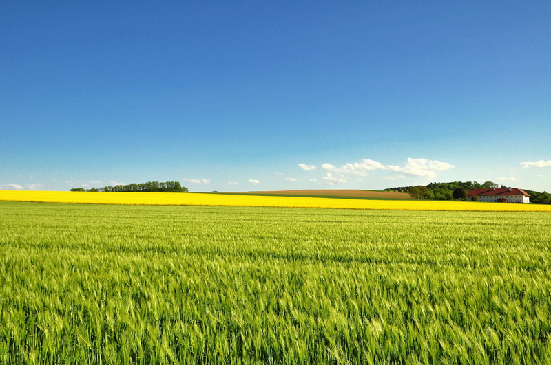 tranquility, flowering rapeseed, tranquil scene, growth, cereal plant, beauty in nature, farm, bright, plant, blue, wide, cornfield, scenics - nature, land