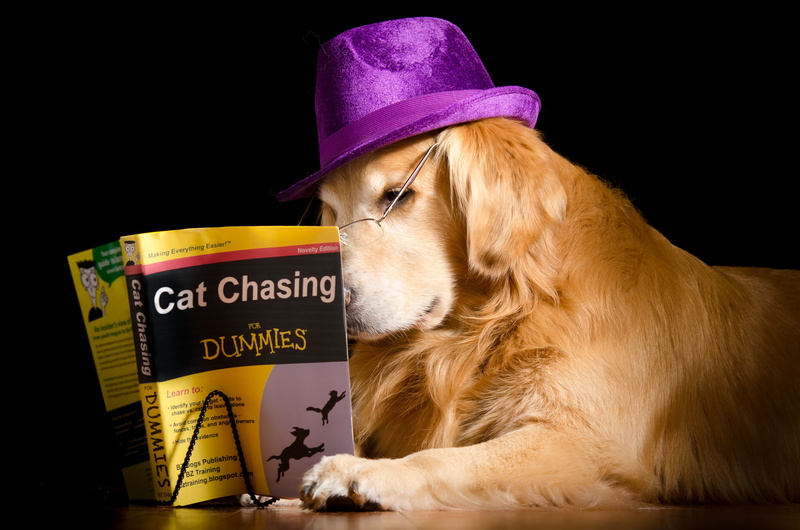 book, golden, cat, 4K, dog, retriever, chasing, dummies, hat