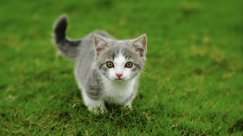 grass, one animal, portrait, 1080P, green color, plant, animals, pets, domestic, vertebrate, animal eye, looking at camera, domestic cat, tabby, cat, white